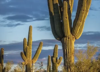 Saguaro Kaktüsü